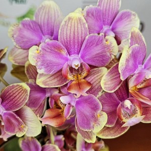 Phalaenopsis multiflora sara blash